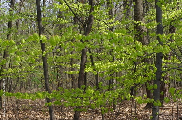 Obraz wiosenna zieleń
