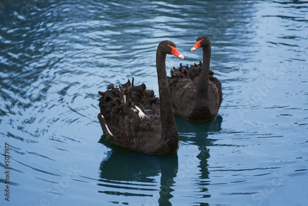 Obraz pair of black swans