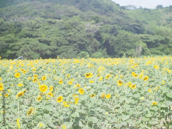 Obraz OLYMPUS DIGITAL CAMERA