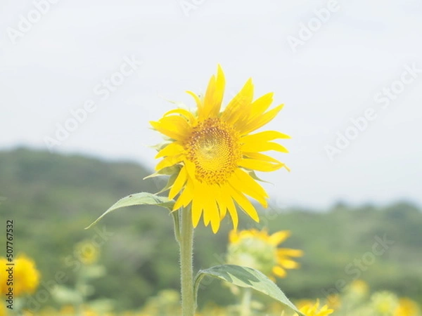 Obraz OLYMPUS DIGITAL CAMERA