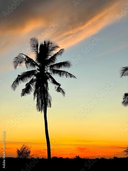 Fototapeta palm trees at sunset