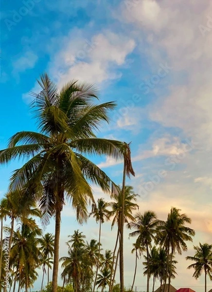 Fototapeta palm trees on the beach