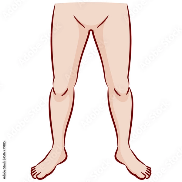 Obraz 人体のパーツ カラーのカットイラスト素材 / 脚