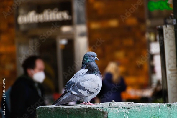 Obraz Pigeons close up