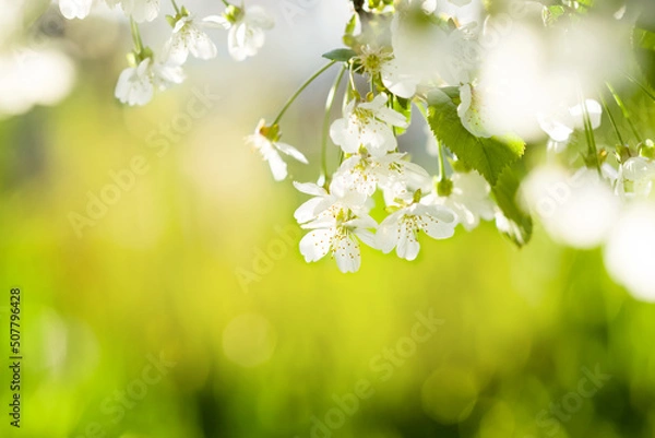 Fototapeta Cherry blossoms. Spring time. Beautiful branch with cherry or cherry blossoms in a park or garden. The wind shakes the branches. Background or postcard. Blurred background