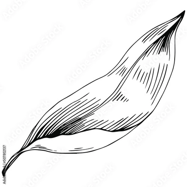 Fototapeta Vintage botanical sketch of fennel isolated on white background. Hand drawn vector illustration. Retro style.