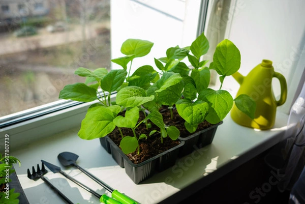 Fototapeta Box with seedlings is on windowsill at home. Growing vegetables eggplant sprouts from seeds at home.