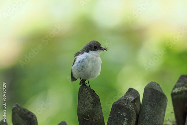 Obraz Trauerschnäpper