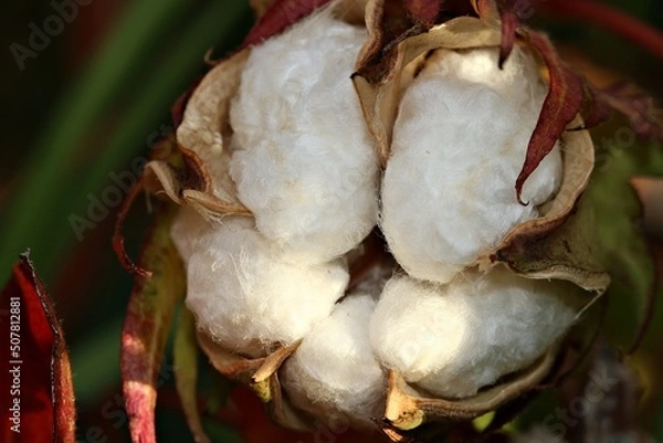 Obraz Closeup of cotton bolls after the flower capsule has burst open.