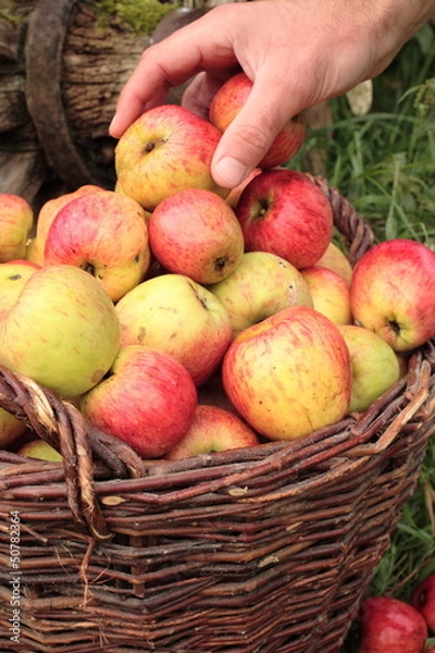 Fototapeta Apfelernte