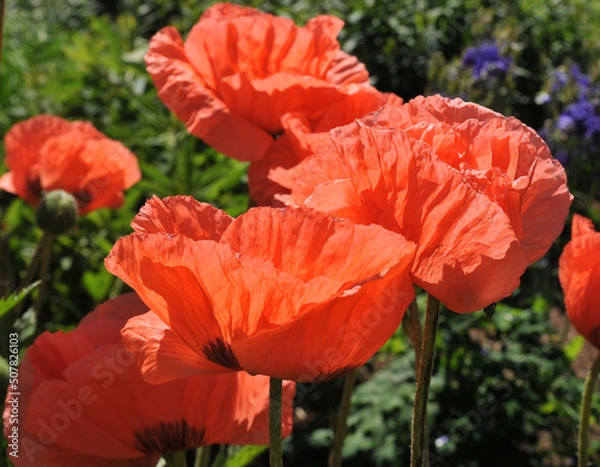 Obraz Poppies