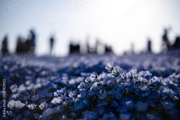 Obraz 佇むネモフィラ