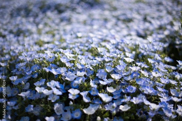 Obraz 可憐なネモフィラ