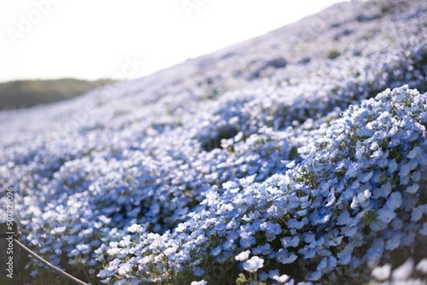 Obraz ネモフィラの丘