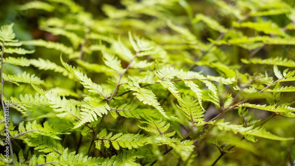 Obraz 雨の日のシダ植物