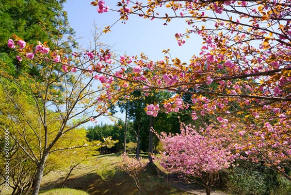 Fototapeta 春の桜ヶ丘公園(徳島県三好市)