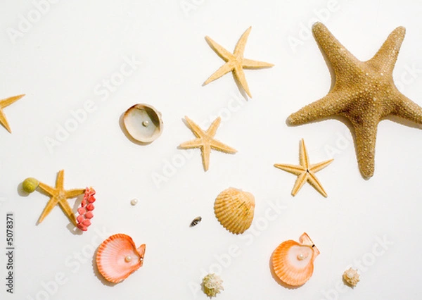 Fototapeta Meeresbewohner