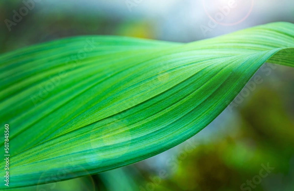 Obraz Wavy green leaf.