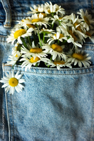 Fototapeta Selective focus of the wild chamomile laying in the pocket of jeans.