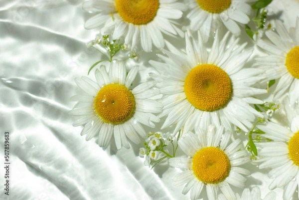 Fototapeta Chamomile flowers on a background of wight water. Top view, flat lay.