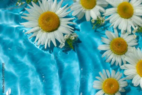 Fototapeta Chamomile flowers on a background of blue water. Top view, flat lay.