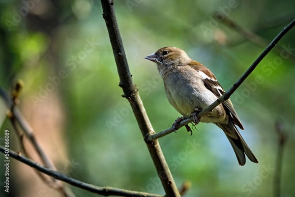 Fototapeta Buchfink ( Fringilla coelebs ).