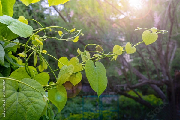 Obraz Dutchman's Pipe Vine