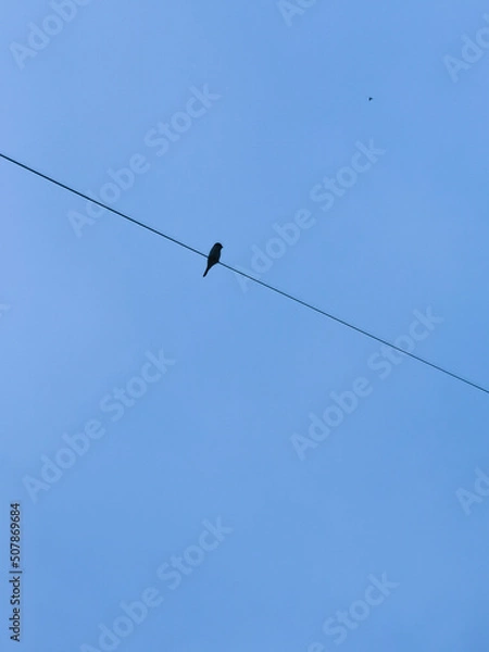 Fototapeta A single bird silhouette perched on a cable. The background is a blue sky.