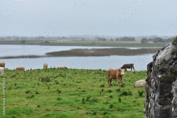 Obraz Cows on the river Shannon in Ireland