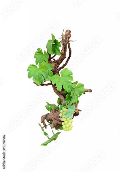 Obraz sztuczna winorośl