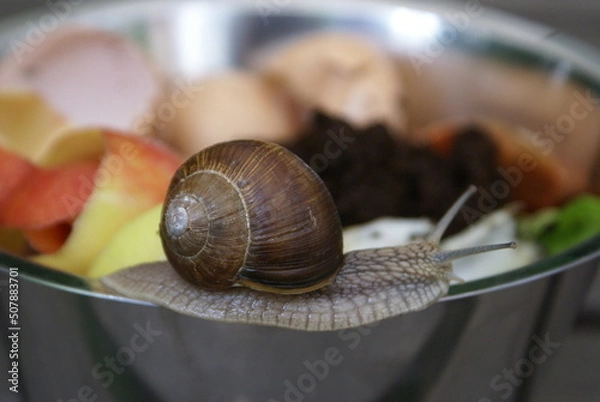Fototapeta Schnecke auf Kompostabfall