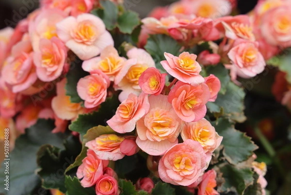 Obraz Close up of pink begonia flowers showing their textures, patterns and details in a flower pot photographed with natural light.