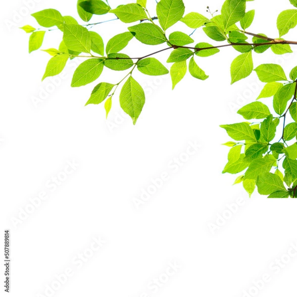 Obraz Tree branch flower Photo Overlays, Summer spring painted frame s, Photo art, png