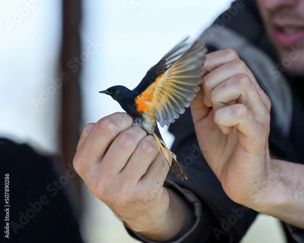 Fototapeta American Redstart being banded