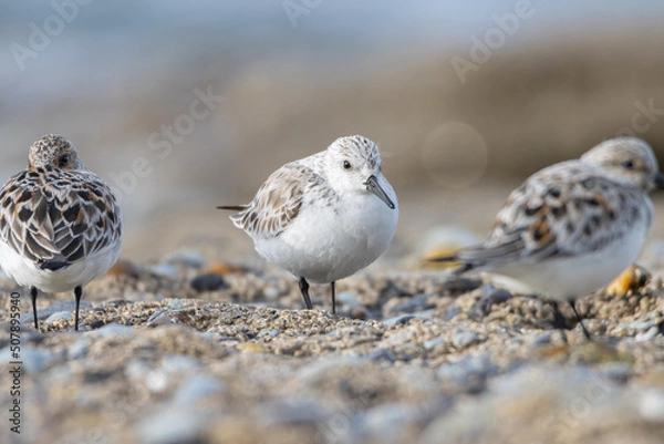 Obraz Sandpiper on a beach at sunset