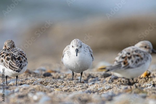 Obraz Sandpiper on a beach at sunset