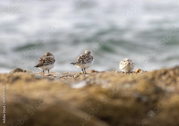 Obraz Sandpiper on a beach at sunset