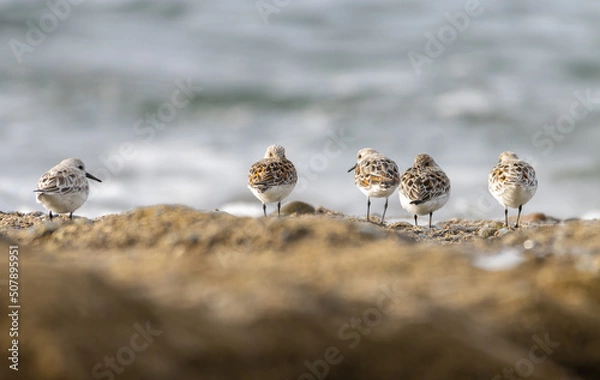 Obraz Sandpiper on a beach at sunset