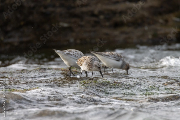 Obraz Sandpiper on a beach at sunset
