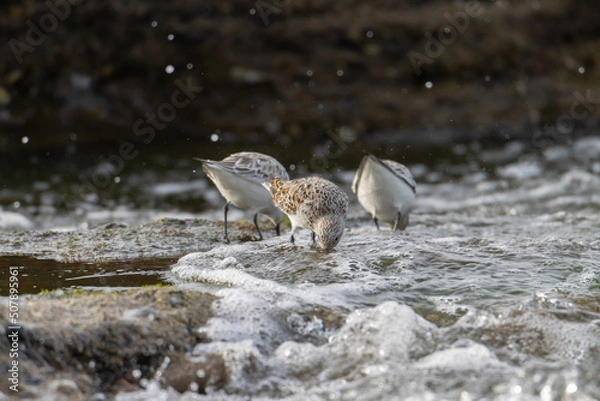 Obraz Sandpiper on a beach at sunset