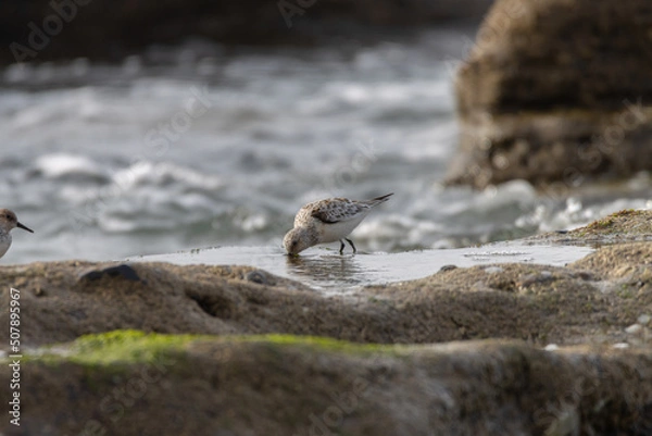 Obraz Sandpiper on a beach at sunset