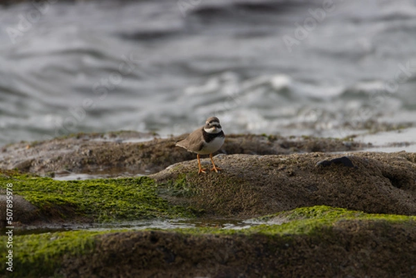 Obraz Sandpiper on a beach at sunset