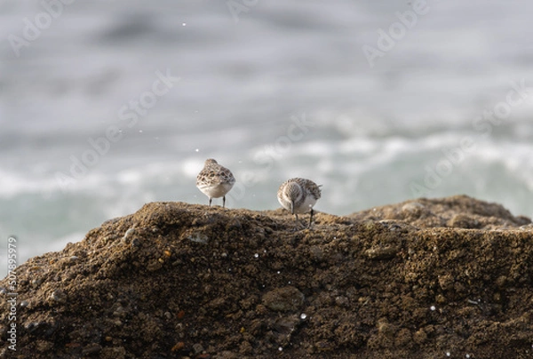 Obraz Sandpiper on a beach at sunset
