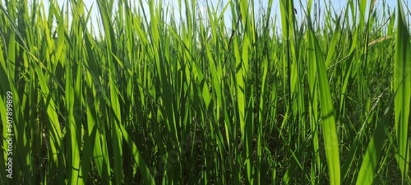 Fototapeta Green field grass