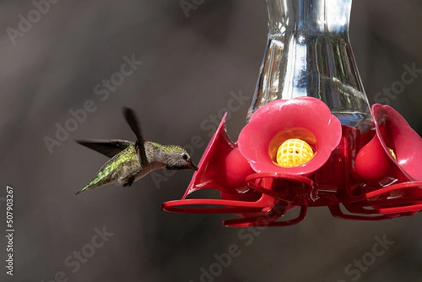Obraz Hummingbird eating from feeder while flying in the garden