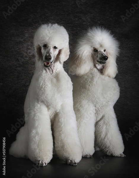 Obraz Two giant poodles with different grooming