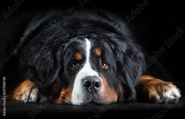 Obraz Bearnese mountain dog lying