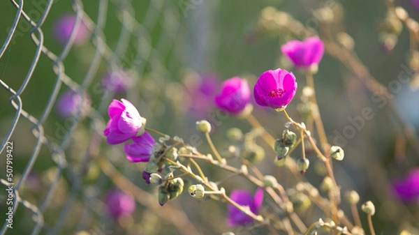 Obraz flowers in spring