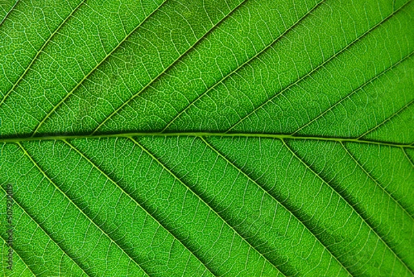 Fototapeta Macro details of a green leaf with clear texture.