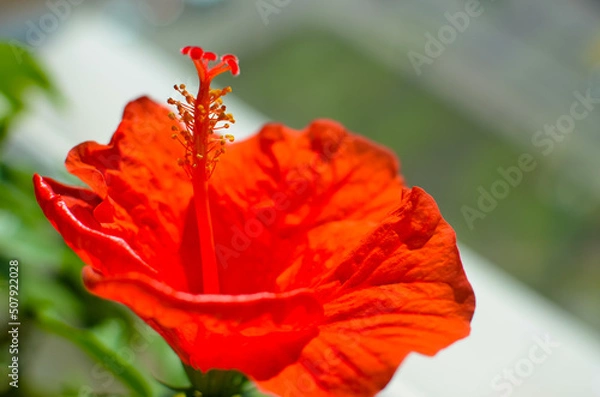 Fototapeta Red hibiscus flower on a green background. In the balcony